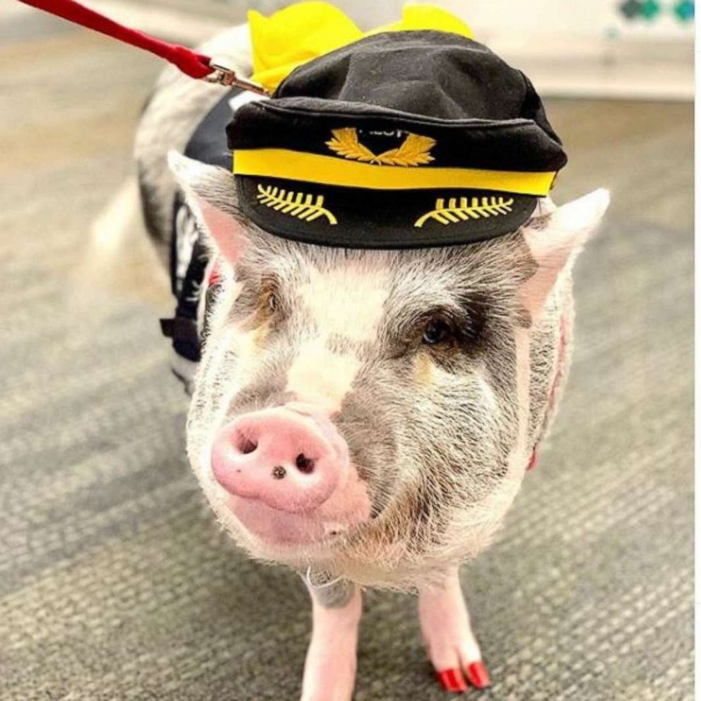 VIDEO: Meet the airport therapy pig hogging the attention at San Francisco International