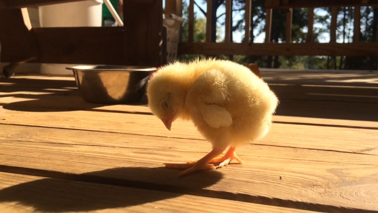 VIDEO: This adorable baby chick can't seem to stay awake