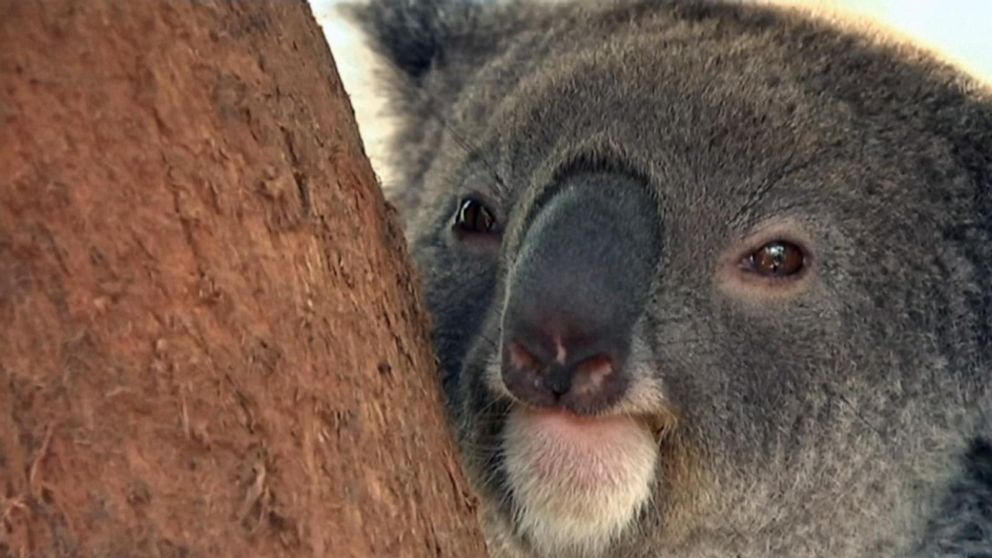 Physical Characteristics of the Koala - Australian Koala Foundation