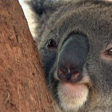 VIDEO: Australian wildfires pose serious threat to koala population