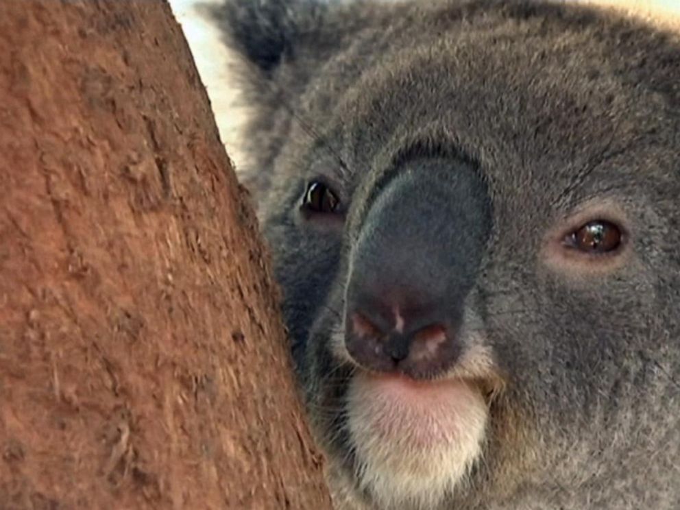 Koala rescued in dramatic viral video dies of injuries - ABC News