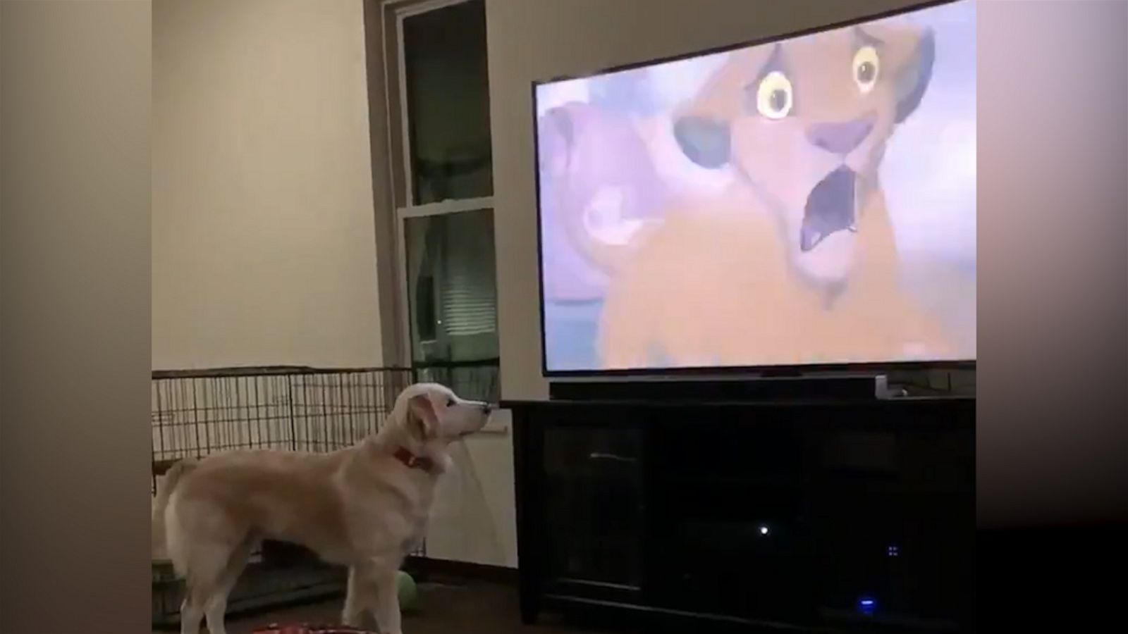 VIDEO: Dog is adorably concerned by Mufasa's death in 'The Lion King'