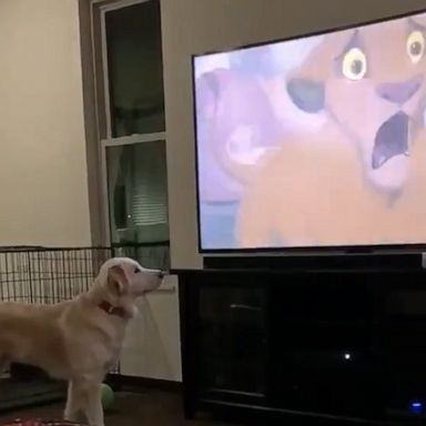 VIDEO: Dog is adorably concerned by Mufasa's death in 'The Lion King' 