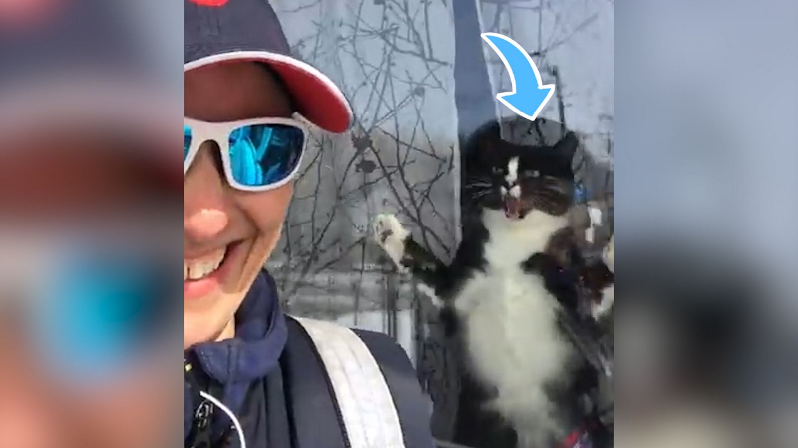 VIDEO: Guard cat jumps at postwoman every day and it's hilarious