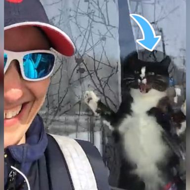 VIDEO: Guard cat jumps at postwoman every day and it's hilarious 