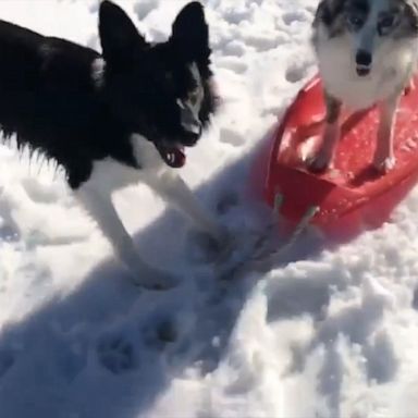 VIDEO: Colorado dog excitedly pulls furry friend through the snow