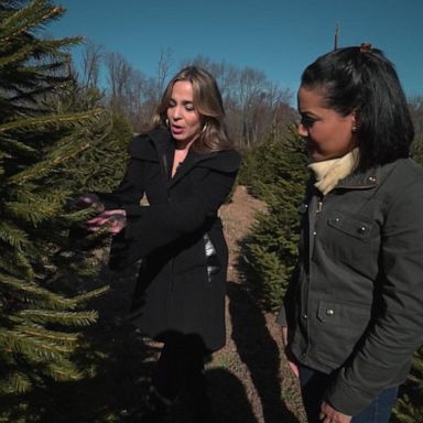 VIDEO: What you need to know before selecting the right Christmas tree