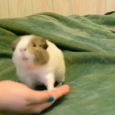 VIDEO: Brilliant guinea pig does tricks