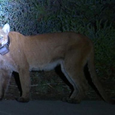 VIDEO: Woman fights off mountain lion with her bare hands when it attacks her dog