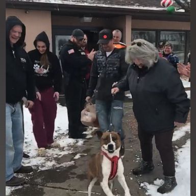 VIDEO: Dog is ecstatic after getting a home for Christmas after 500 days in the shelter