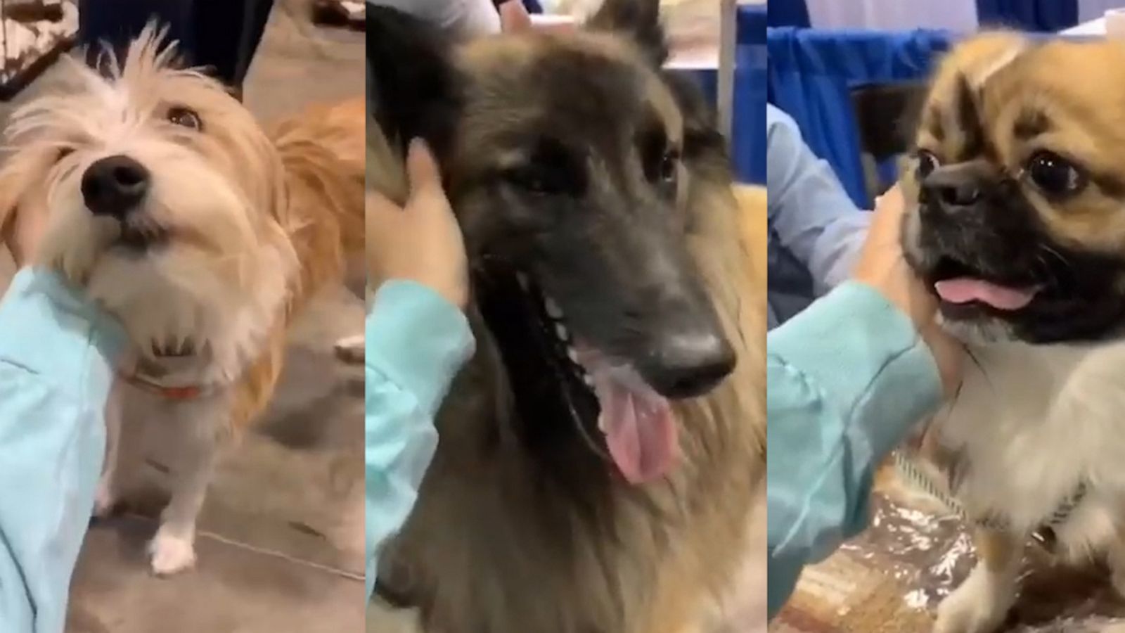 VIDEO: This woman filmed herself petting as many dogs as she could at a dog show