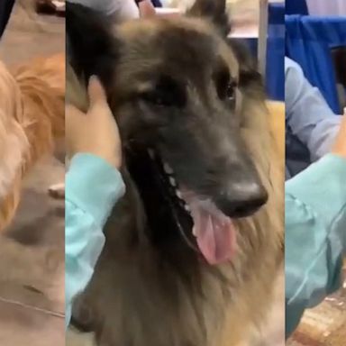 VIDEO: This woman filmed herself petting as many dogs as she could at a dog show