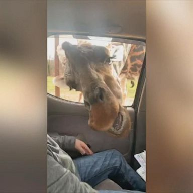 VIDEO: Boy yells 'zebra' while feeding a giraffe