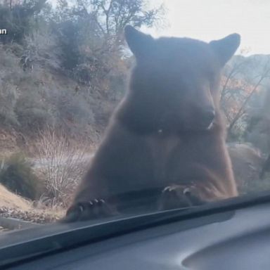 VIDEO: Man details bear encounter on hood of car