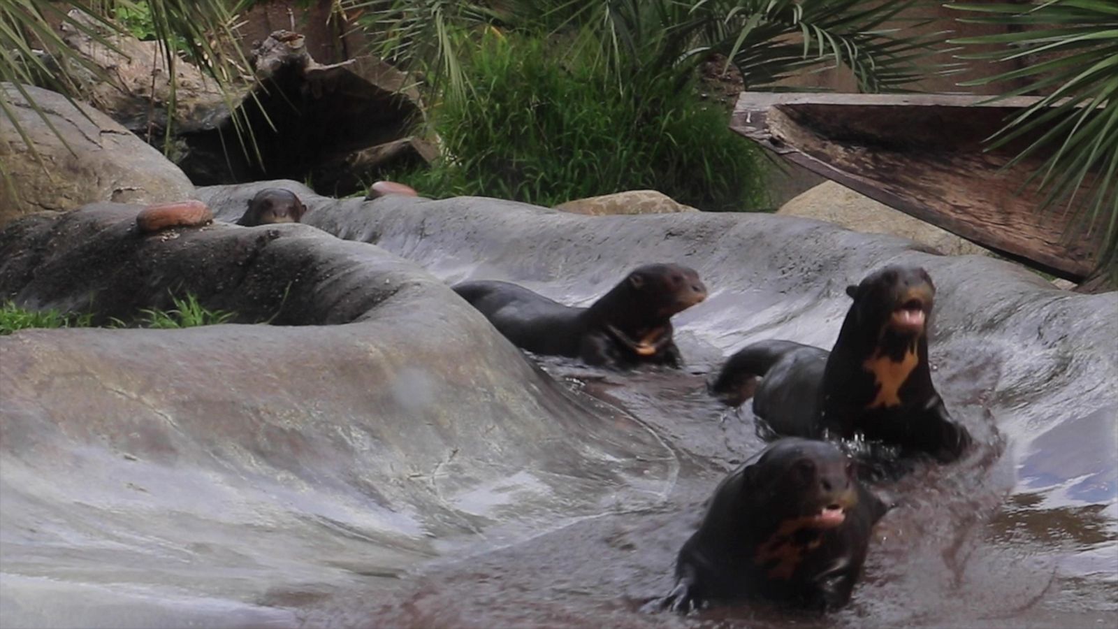 VIDEO: Otter family rides a slide together and they couldn't be more adorable!