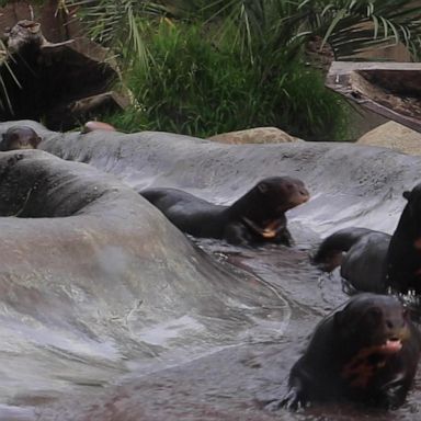 VIDEO: Otter family rides a slide together and they couldn't be more adorable! 