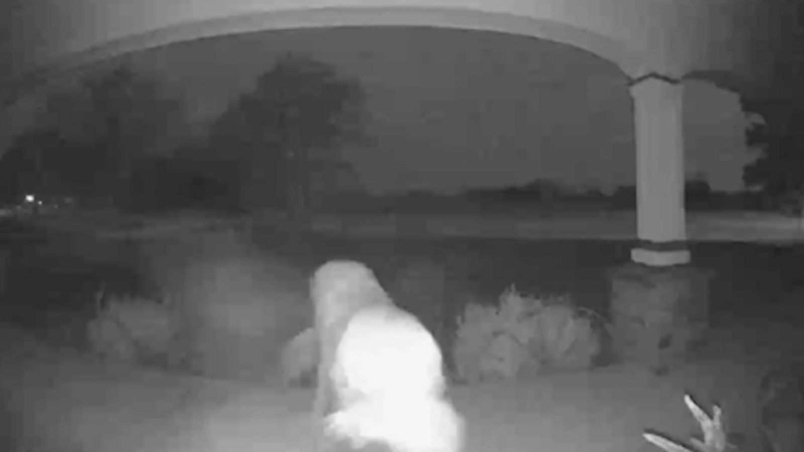 Doorbell camera catches dog stealing package from porch - Good Morning ...