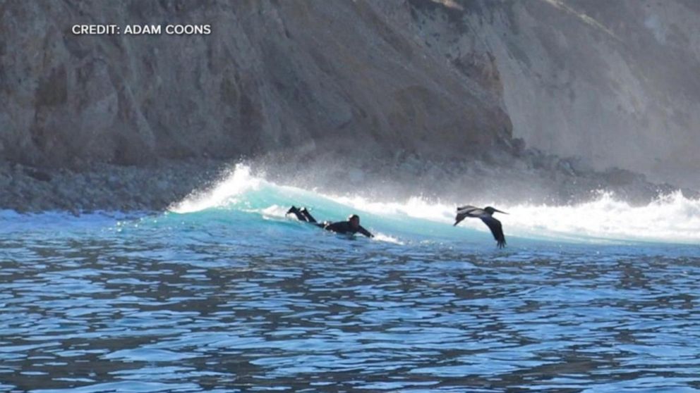 VIDEO: Surfer describes terrifying great white shark attack and dramatic rescue