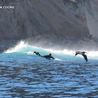 VIDEO: Surfer describes terrifying great white shark attack and dramatic rescue