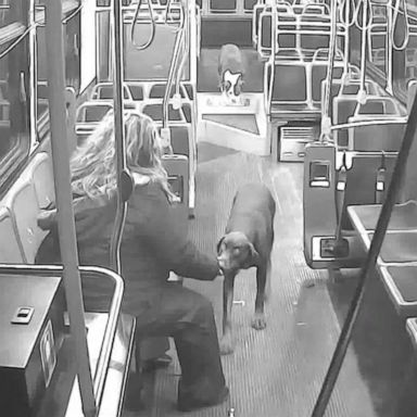 PHOTO: Jamie Grabowski, a bus driver for the Milwaukee County Transit System spotted the two pups alone on the street around midnight as she was wrapping up her bus route.