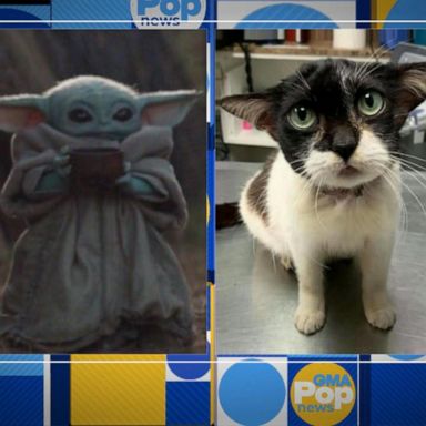 VIDEO: ‘GMA’ Hot List: Meet Joy, a cat that looks just like Baby Yoda