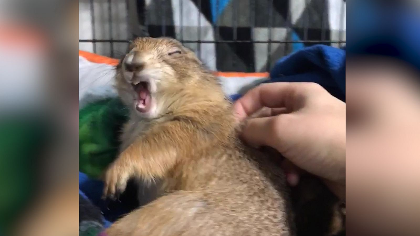 VIDEO: This groundhog's epic yawn is too relatable