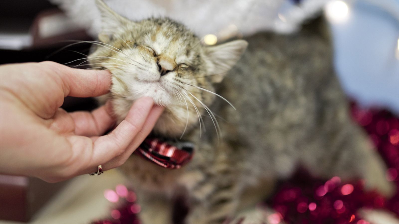 VIDEO: Abandoned kitten who lost eyesight finds home with family of adopted children