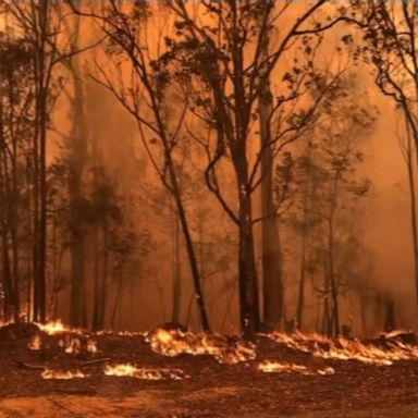 VIDEO: Wildfires rage out of control in Australia, prompting evacuations and rescues 