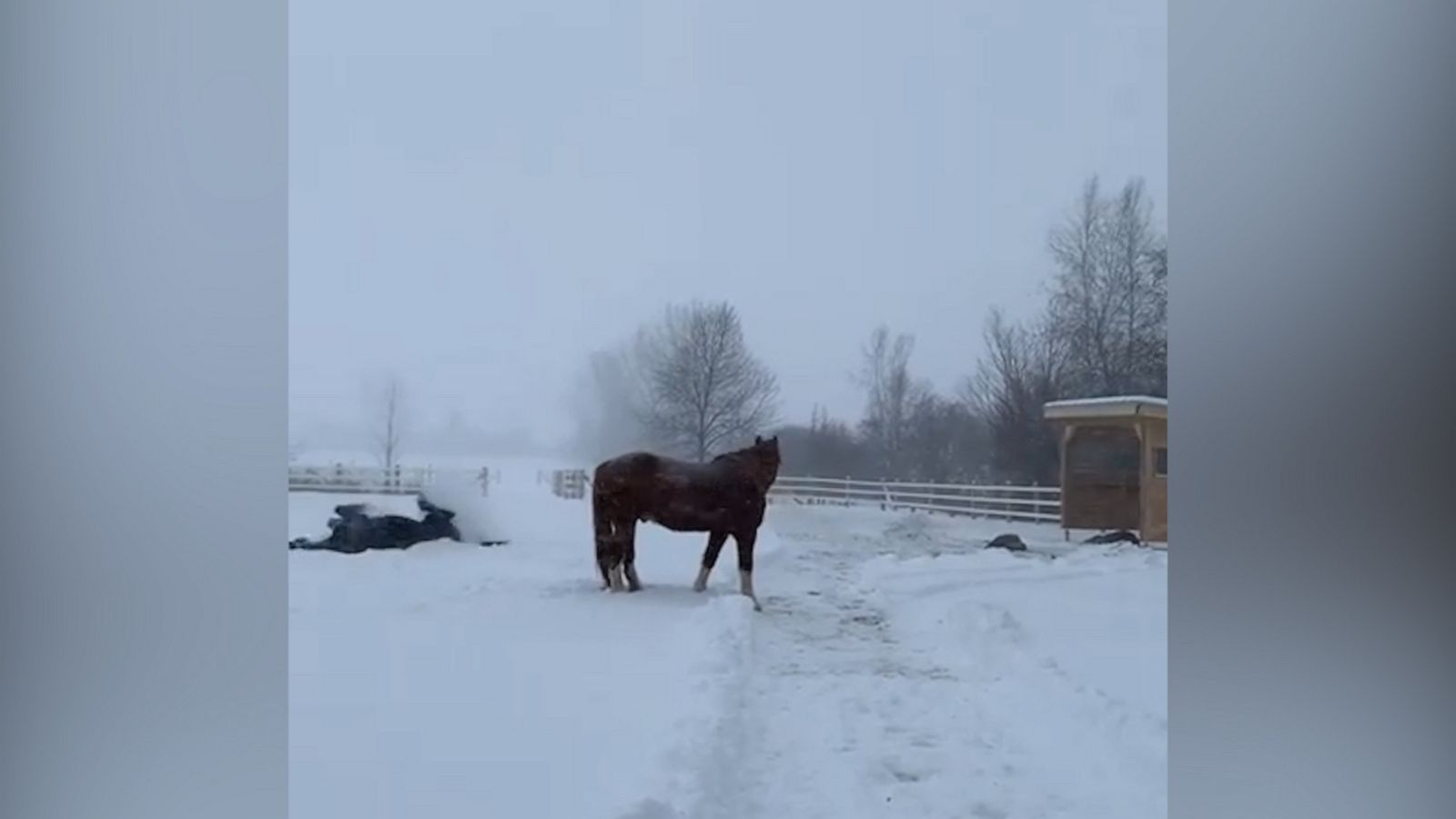 VIDEO: Horses adorably play in the snow