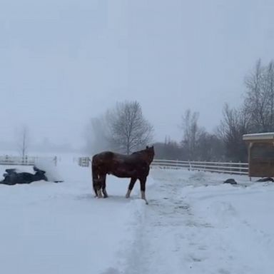 VIDEO: Horses adorably play in the snow 