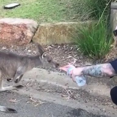 VIDEO: Police officer gives water to thirsty kangaroo impacted by Australian wildfire