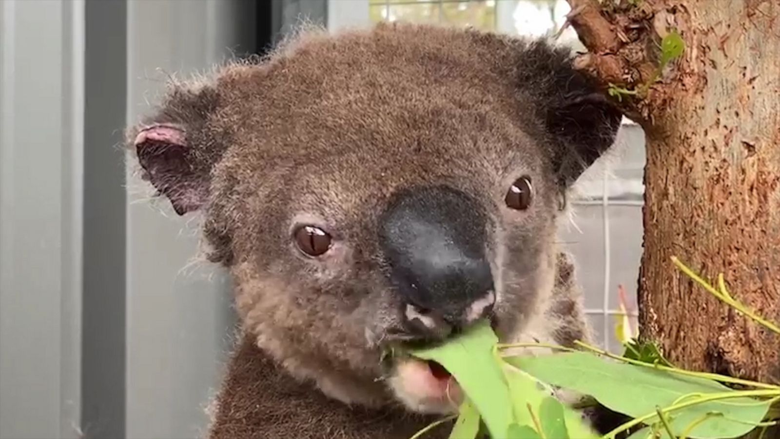 VIDEO: Paul the koala makes miraculous recovery after rescued from Australian bushfire