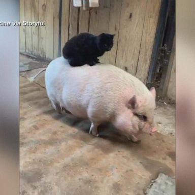 VIDEO: Two unlikely, adorable farm friends