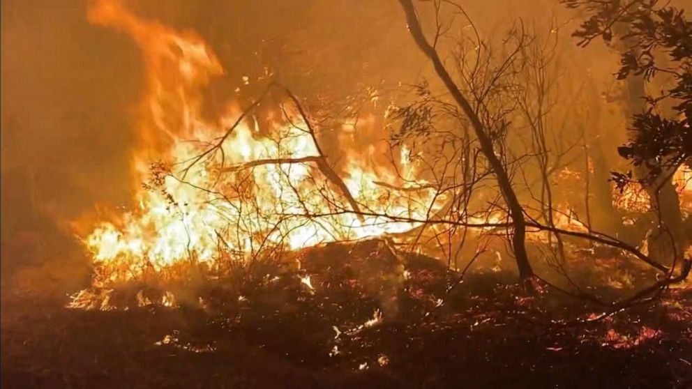 More Than 1 Billion Animals Estimated Dead In Australia Wildfires Expert Abc News