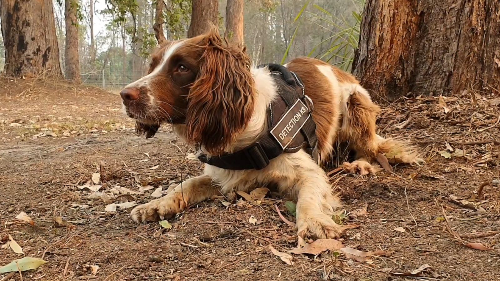 VIDEO: Dogs are saving koalas in the Australia wildfires