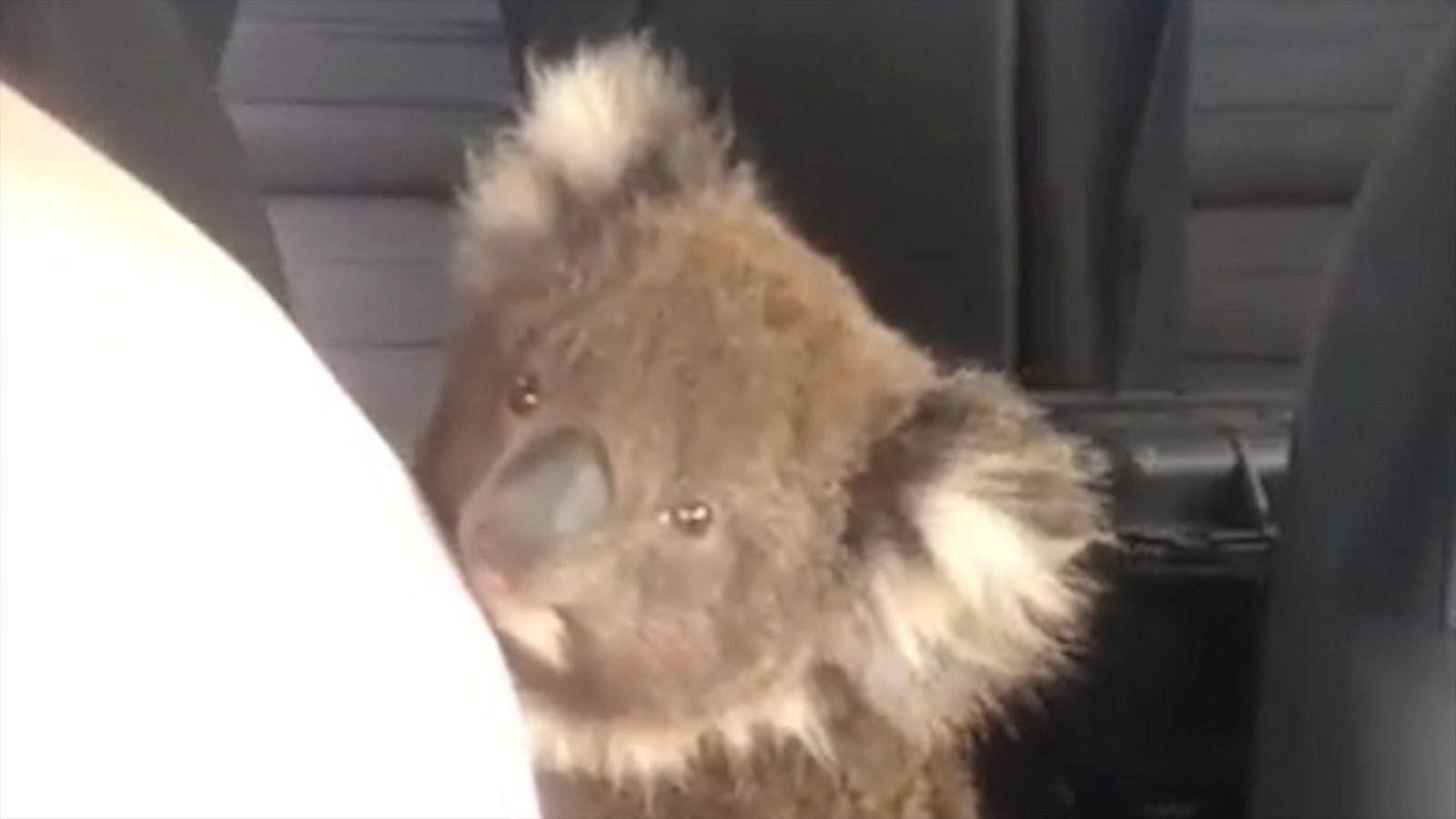 This young koala was rescued after he lost his mom in the Australian ...