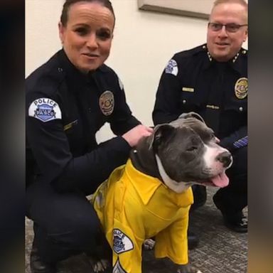 VIDEO: Police help terminally ill pup fulfill his bark-et list, make him K-9 for a day