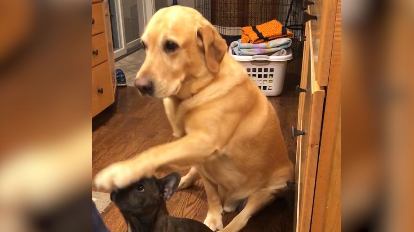 VIDEO: Hilarious yellow lab is SO eager to get treats during his sister’s “sit” lessons