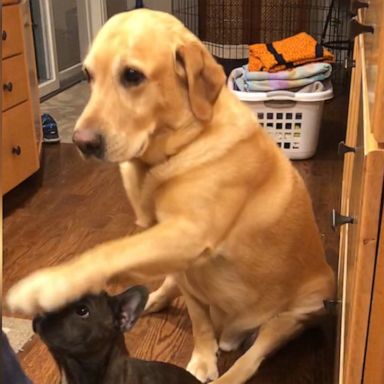 VIDEO: Hilarious yellow lab is SO eager to get treats during his sister’s “sit” lessons 