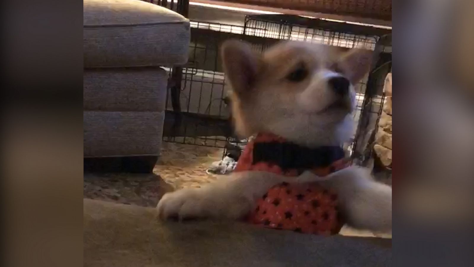 VIDEO: Corgi puppy slips off couch in the most relatable way