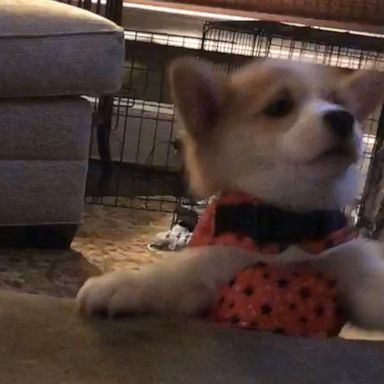 VIDEO: Corgi puppy slips off couch in the most relatable way 