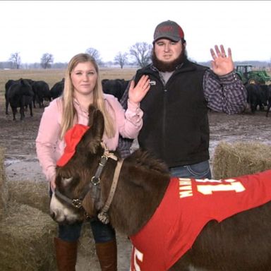 VIDEO: This miniature donkey helps blind animals on a farm in Arkansas