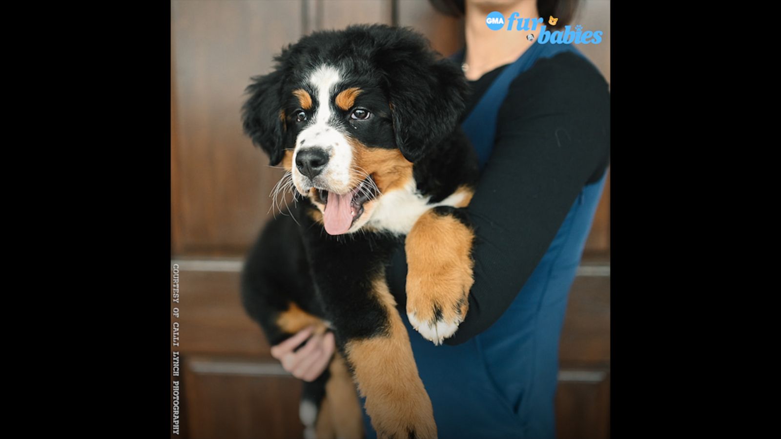 VIDEO: A North Carolina funeral home gets an adorable new member