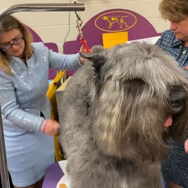 VIDEO: Behind the scenes of the Westminster Kennel Club Dog Show