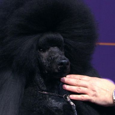 VIDEO: Standard Poodle wins Best in Show