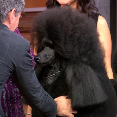 VIDEO: Siba is top dog at Westminster Kennel Club Dog Show