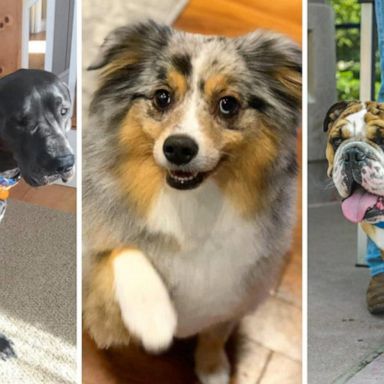 VIDEO: Tesla the mini Aussie is ‘GMA’s’ ‘Pet of the Week’