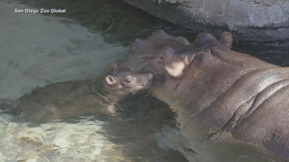 VIDEO: San Diego Zoo welcomes new baby hippo