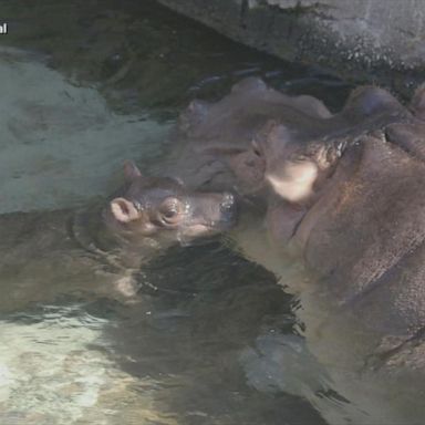 VIDEO: San Diego Zoo welcomes new baby hippo