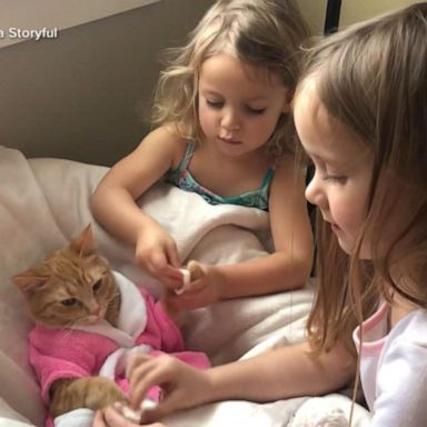 VIDEO: Cat enjoys spa treatment with help of 2 preschoolers